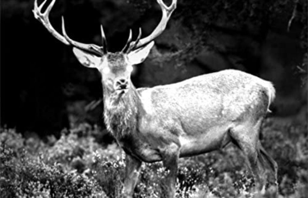 A thermal image of a deer seen with a thermal monocular night vision device